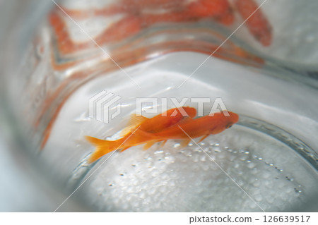 金魚在魚缸裡遊動的圖片（庫存照片） 126639517