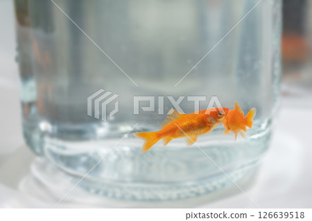 Image of goldfish swimming in a fishbowl (stock photo) Image of goldfish swimming in a fishbowl (stock photo) 126639518