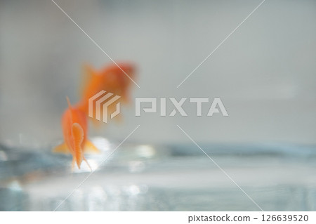 Image of goldfish swimming in a fishbowl (stock photo) Image of goldfish swimming in a fishbowl (stock photo) 126639520