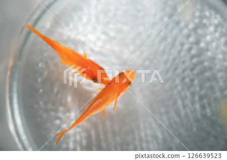 金魚在魚缸裡遊動的圖片(庫存照片) 金魚在魚缸裡遊動的圖片(庫存照片) 126639523