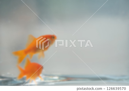 Image of goldfish swimming underwater (blurred background material) Image of goldfish swimming underwater (blurred background material) 126639570