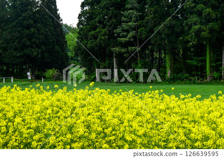 岩手縣小岩井農場的五彩繽紛的油菜花路 - 宮澤賢治鍾愛的小岩井農場油菜花路 126639595