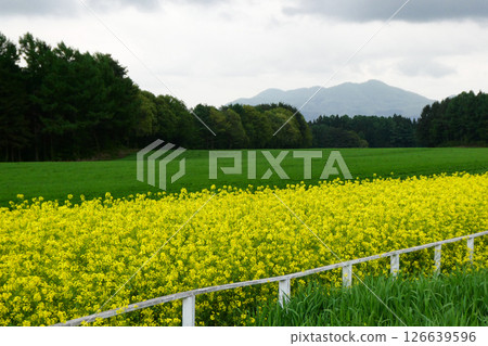岩手縣小岩井農場的五彩繽紛的油菜花路 - 宮澤賢治鍾愛的小岩井農場油菜花路 126639596