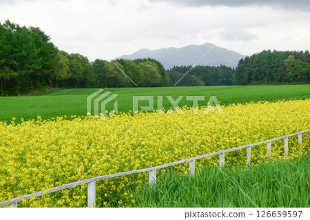 The colorful rapeseed flower road at Koiwai Farm in Iwate Prefecture - The rapeseed flower road at Koiwai Farm, beloved by Kenji Miyazawa The colorful rapeseed flower road at Koiwai Farm in Iwate Prefecture - The rapeseed flower road at Koiwai Farm, beloved by Kenji Miyazawa 126639597