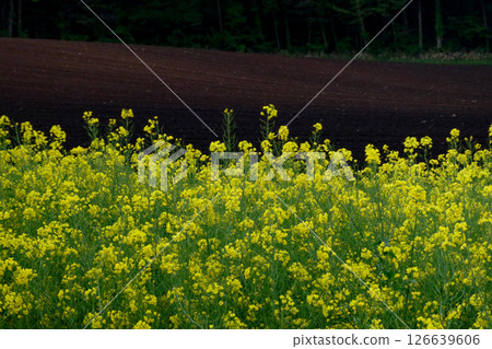 岩手縣小岩井農場的五彩繽紛的油菜花路 - 宮澤賢治鍾愛的小岩井農場油菜花路 岩手縣小岩井農場的五彩繽紛的油菜花路 - 宮澤賢治鍾愛的小岩井農場油菜花路 126639606