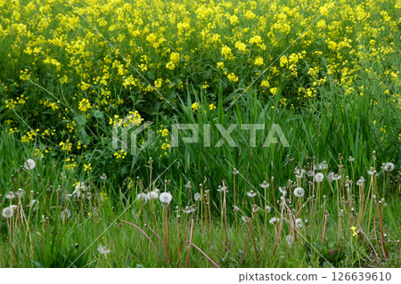 岩手縣小岩井農場的五彩繽紛的油菜花路 - 宮澤賢治鍾愛的小岩井農場油菜花路 126639610