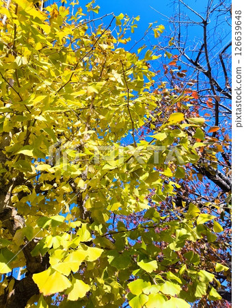 Autumn ginkgo and maple Autumn ginkgo and maple 126639648