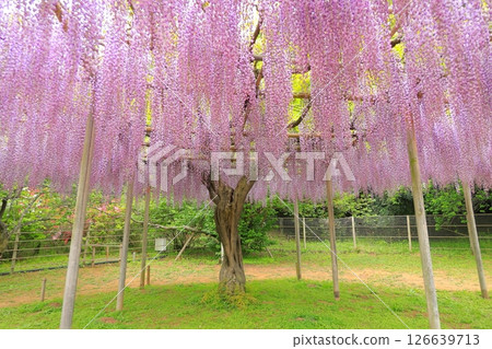 Ashikaga Flower Park wisteria flower 126639713