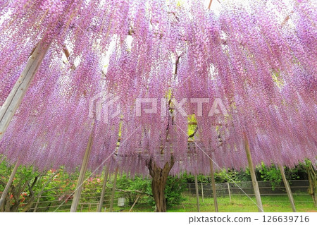 Ashikaga Flower Park wisteria flower Ashikaga Flower Park wisteria flower 126639716