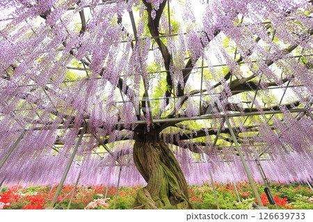 Ashikaga Flower Park wisteria flower 126639733