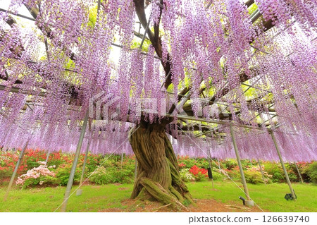 Ashikaga Flower Park wisteria flower 126639740