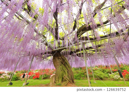 足利花公園紫藤花 126639752