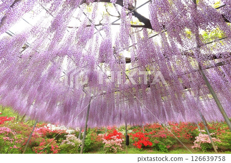 Ashikaga Flower Park wisteria flower 126639758
