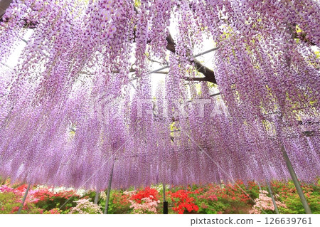 足利花公園紫藤花 足利花公園紫藤花 126639761
