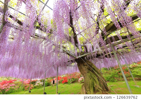 Ashikaga Flower Park wisteria flower 126639762
