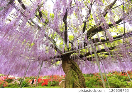 Ashikaga Flower Park wisteria flower Ashikaga Flower Park wisteria flower 126639763