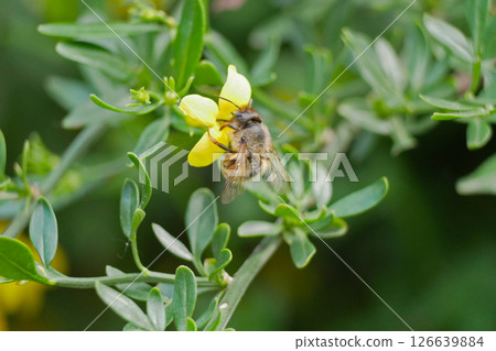 A bee collects nectar and pollinates a yellow flower. Macro photo close up with copy space. The concept of beekeeping and honey production A bee collects nectar and pollinates a yellow flower. Macro photo close up with copy space. The concept of beekeeping and honey production 126639884