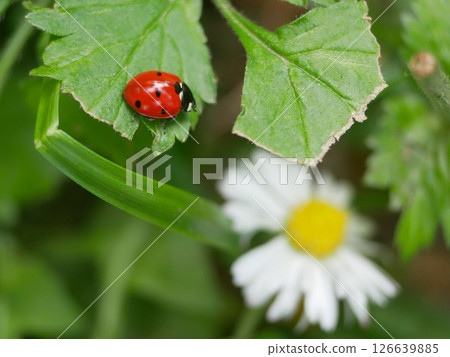 Ladybug on a green leaf against the blurred background of chamomile. Macro photo close up with copy space Ladybug on a green leaf against the blurred background of chamomile. Macro photo close up with copy space 126639885