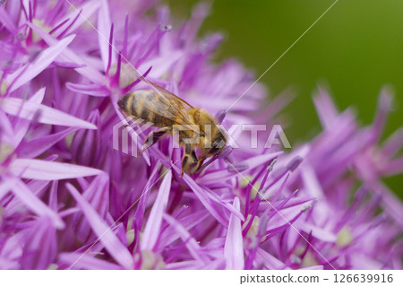 A bee collects nectar and pollinates a purple flower. Macro photo close up with copy space. The concept of beekeeping and honey production A bee collects nectar and pollinates a purple flower. Macro photo close up with copy space. The concept of beekeeping and honey production 126639916