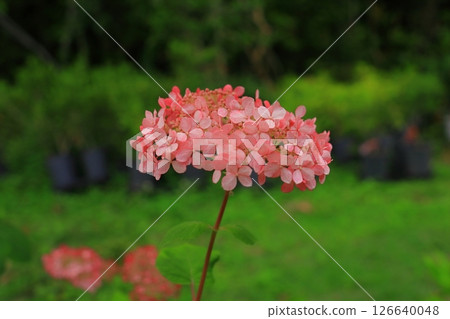 盛開的繡球花「粉紅安娜貝爾」在萬博紀念公園（大阪府吹田市） 126640048