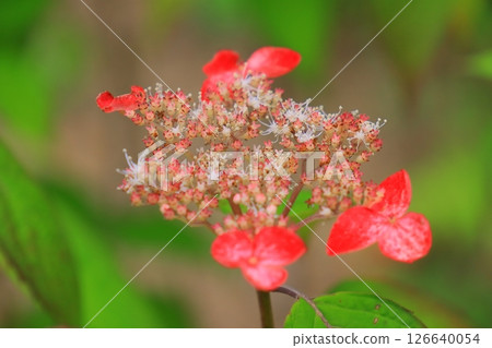 Hydrangeas blooming in Expo Commemoration Park (Suita City, Osaka Prefecture) 126640054