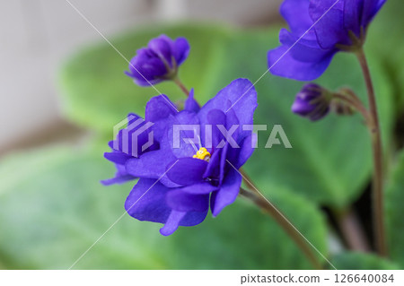 Saintpaulia ionantha. A vibrant purple African violet flower 126640084