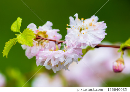 Prunus serrulata in bloom. Delicate pink cherry blossoms 126640085