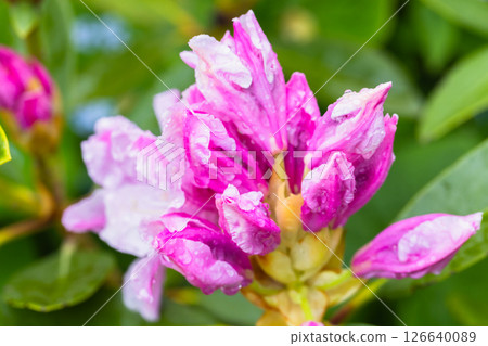 Bright and colorful pink buds of Rhododendron catawbiense with dew Bright and colorful pink buds of Rhododendron catawbiense with dew 126640089