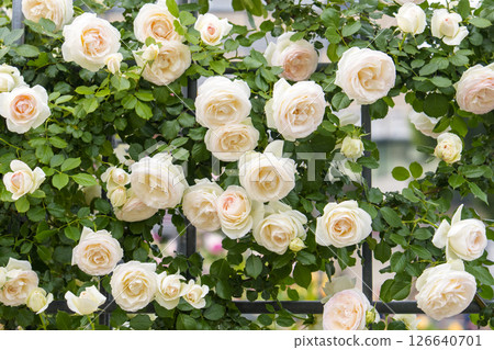 A garden arch filled with pale pink climbing roses A garden arch filled with pale pink climbing roses 126640701