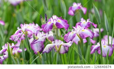 Japanese iris Japanese iris 126640874