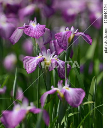 Japanese iris 126640894