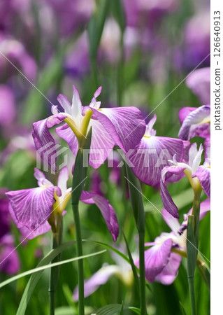日本鳶尾 126640913