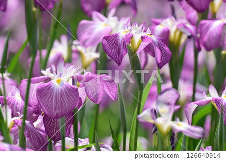 Japanese iris 126640914