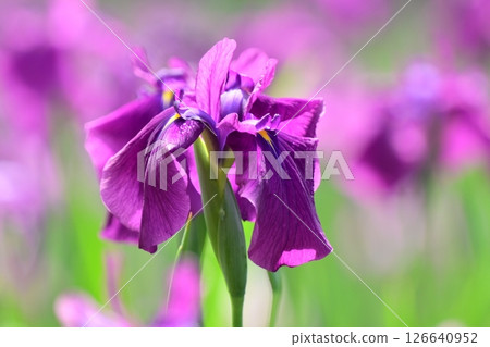 Japanese iris 126640952