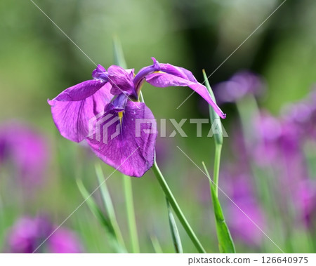 Japanese iris 126640975