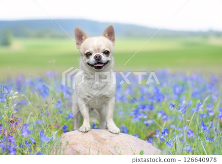 chihuahua in nature 126640978