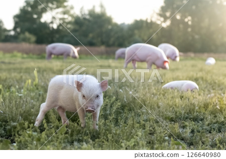 miniature pig in farm 126640980
