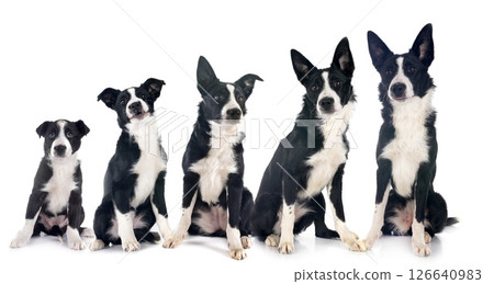 puppies border collie 126640983
