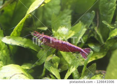 neocaridina davidii in aquarium 126641006
