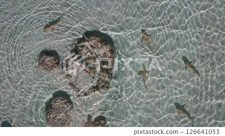Aerial view of blacktip reef sharks swimming in shallow, crystal-clear water near a coral reef, creating a captivating scene of marine life in their natural habitat 126641053