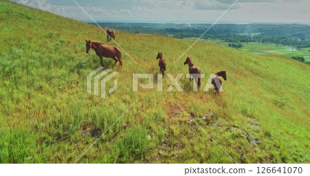 Wild horses grazing peacefully on lush green hills. Enjoying the breathtaking view of the surrounding landscape in Sumba Island. Indonesia. Creating a picturesque scene of freedom and natural beauty 126641070