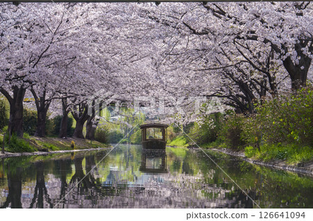 櫻花盛開的河上，屋形船的春天景色 126641094