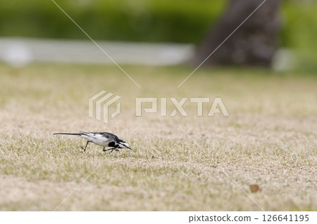 Wagtail searching for food on the grass Wagtail searching for food on the grass 126641195