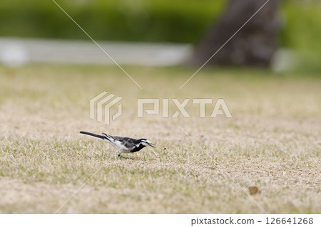 鶺鴒捕獵昆蟲的瞬間 鶺鴒捕獵昆蟲的瞬間 126641268
