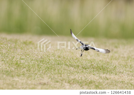 鶺鴒起飛 126641438