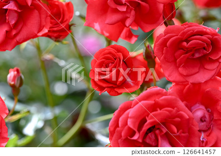 Rose red Rose red 126641457