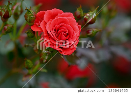 玫瑰紅 玫瑰紅 126641465