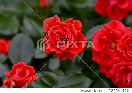玫瑰紅 126641466