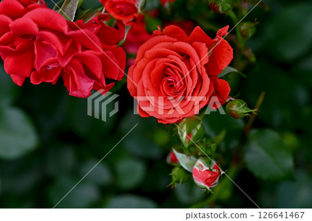 玫瑰紅 玫瑰紅 126641467