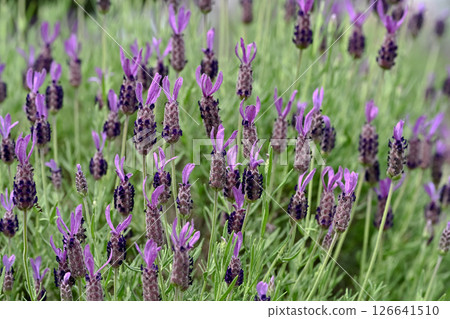 French Lavender French Lavender 126641510